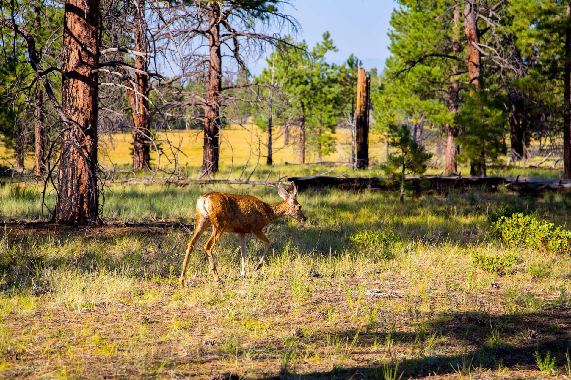 Young deer in the forest