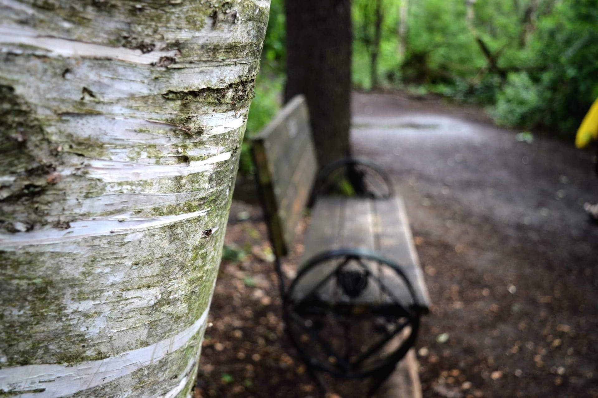 Tree trunk in a dense forest