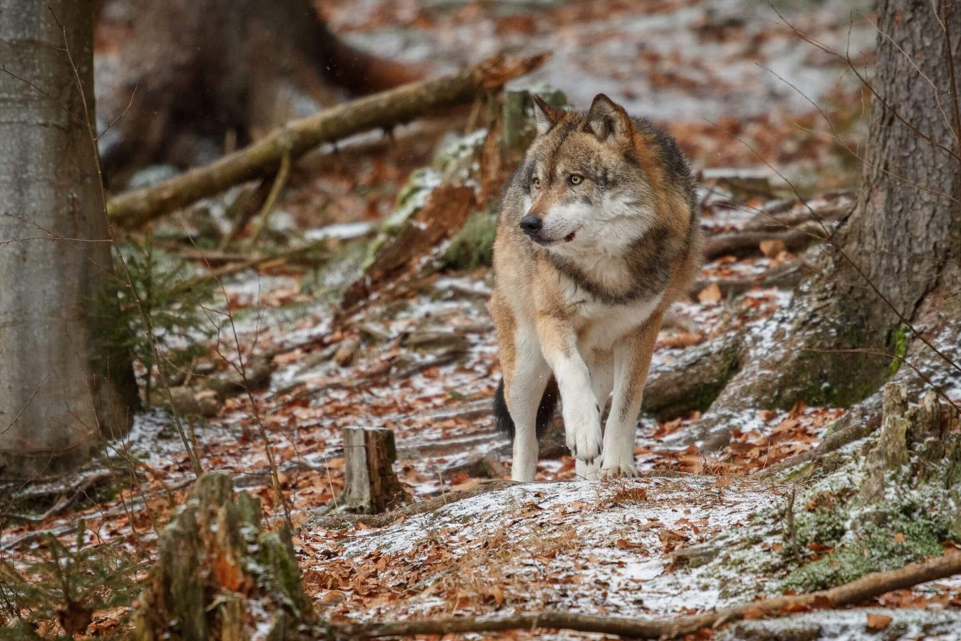 Wolf in its natural habitat